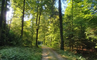 Holzereiarbeiten im Brüelwald